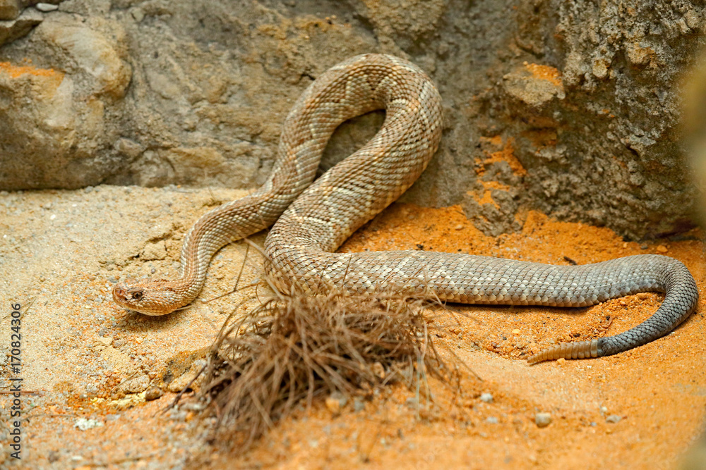 Fototapeta premium Crotalus durissus unicolor, Aruba island rattlesnake, Cascabel. Rare endemic snake from Aruba island. Dangerous poison snake at nature habitat, stone and sand. Rocky mountain danger snake with grass.
