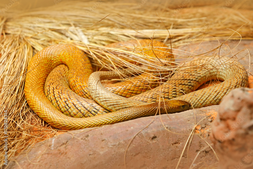 Inland taipan, Oxyuranus microlepidotus, Australia, most poisonous snake.  Poison snake in the grass. Danger animal from Australia. Taipan, wildlife  scene from nature. фотография Stock | Adobe Stock