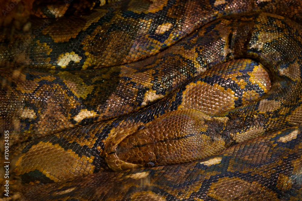 Reticulated python, Python reticulatus, Southeast Asia. World's longest snakes, art view on nature. Python in nature habitat, India, Thailand. Snake from forest, hidden head. Wildlife scene. Reticulated python, Python reticulatus, Southeast Asia. World's longest snakes, art view on nature. Python in nature habitat, India, Thailand. Snake from forest, hidden head. Wildlife scene.