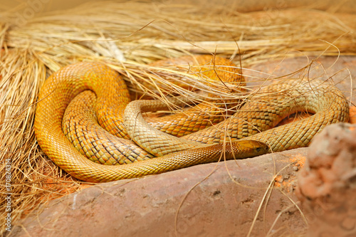 Inland taipan, Oxyuranus microlepidotus, Australia, most poisonous snake. Poison snake in the grass. Danger animal from Australia. Taipan, wildlife scene from nature. photo
