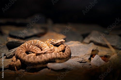 Rock viper, Montivipera xanthina, Ottoman coastal viper in nature habitat. Wildlife scene from nature. Snake at rocky mountain habitat, lying on the stone, night image. photo