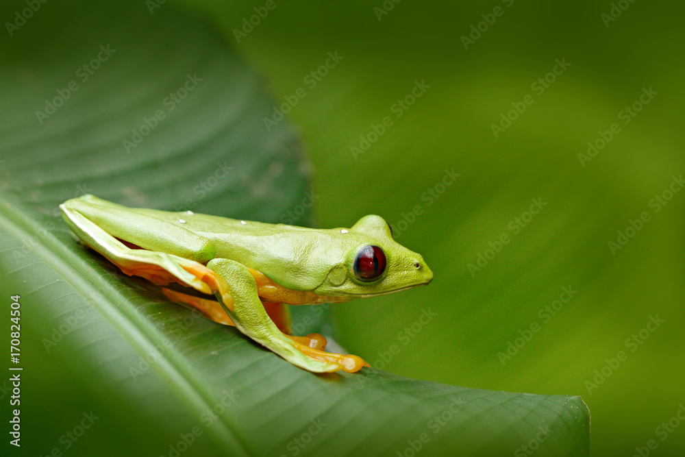 Obraz premium Flying Leaf Frog, Agalychnis spurrelli, green frog sitting on the leaves, tree frog in the nature habitat, Corcovado, Costa Rica. Exotic animal, tropic jungle forest. Cute amphibian with dark red eye