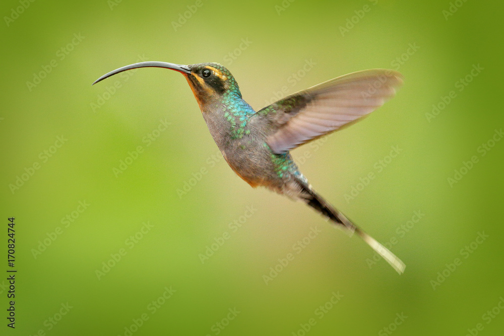 Fototapeta premium Hummingbird with long beak, Green Hermit, Phaethornis guy, clear light green background, Costa Rica. Wildlife scene from nature. Bird fly in forest. Hummingbird flight.