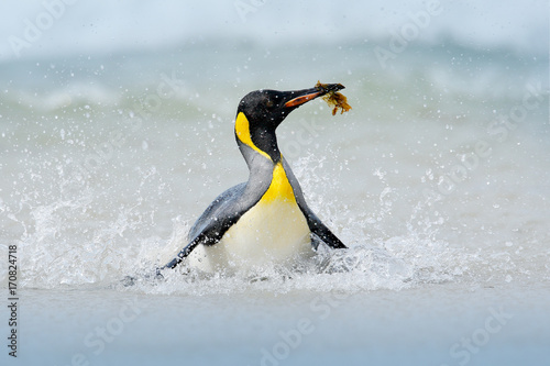 Penguin in the water. Funny bird image from wild nature. Wildlife scene from ocean. Wild Antarctica. Big King penguin jumps out of the blue water while swimming through the ocean in Falkland Island.