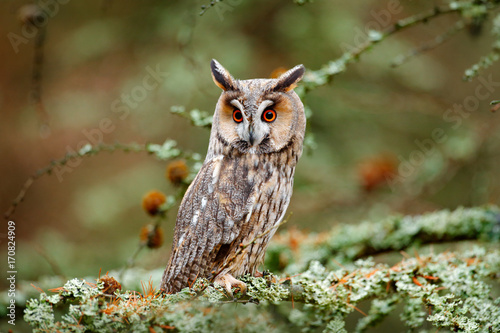 Owl in nature wood nature habitat. Bird sitting on the tree, long ears. Owl hunting. Green lichen Hypogymnia physodes. Long-eared Owl sitting on the branch in the fallen larch forest during autumn.