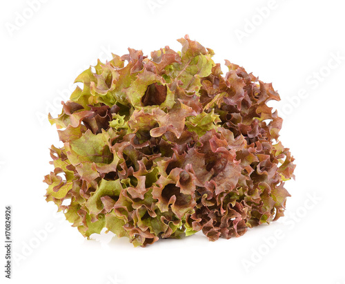 Red oak lettuce isolated on white background