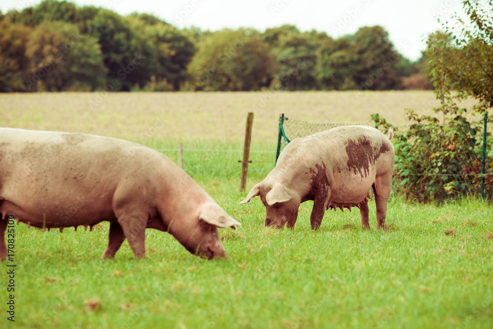Pig farm. pigs in field. Healthy pig on meadow Pig farm. pigs in field. Healthy pig on meadow