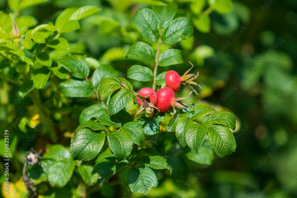 Dog-rose berries. Dog rose fruits (Rosa canina). wild rosehips in nature, beautiful background Dog-rose berries. Dog rose fruits (Rosa canina). wild rosehips in nature, beautiful background