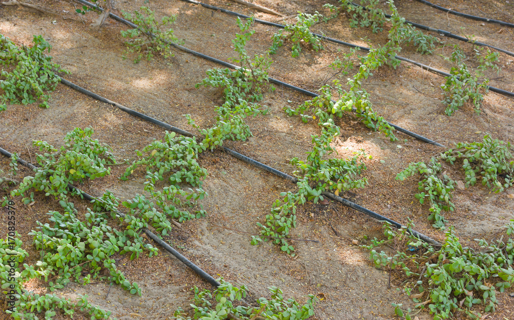 Obraz premium lawn sprinkler system