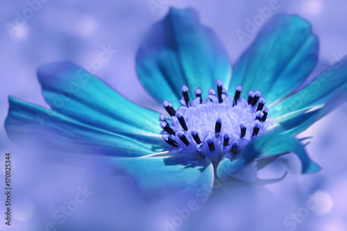 Turquoise flower daisy on a blue blurred background. Closeup. Soft focus. Nature.