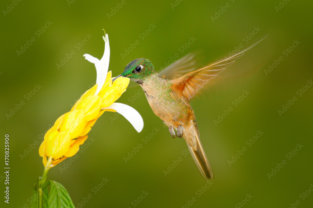 Fototapeta premium Fawn-breasted Brilliant Hummingbird, Heliodoxa rubinoides, with clear green background in Ecuador. Hummingbird in the nature habitat. Hummingbird flying next to beautiful yellow flower, tropic forest.