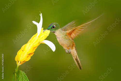 Fawn-breasted Brilliant Hummingbird, Heliodoxa rubinoides, with clear green background in Ecuador. Hummingbird in the nature habitat. Hummingbird flying next to beautiful yellow flower, tropic forest. © ondrejprosicky