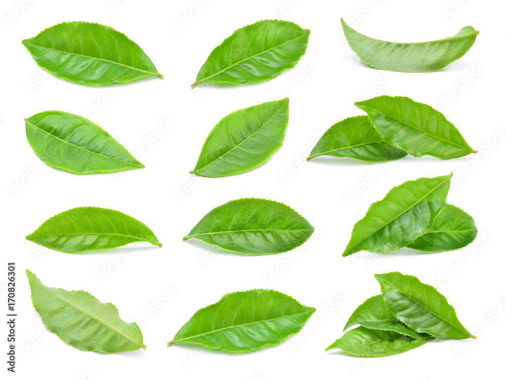 green tea leaf isolated on white background