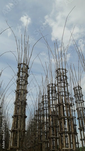 Cattedrale vegetale - lodi
