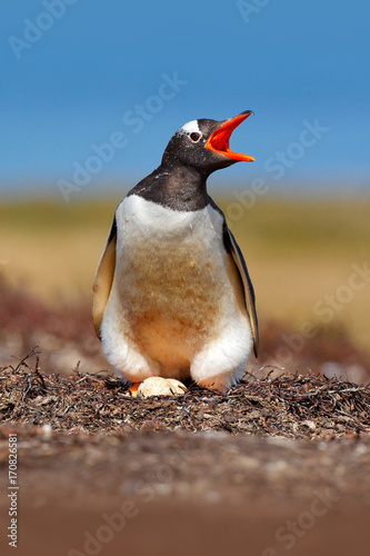 Gentoo penguin in the nest wit two eggs, Falkland Islands. Animal behaviour, bird in the nest with egg. Wildlife scene in the nature. Penguin with eggs in Antarctica. Nesting penguin on the meadow. photo