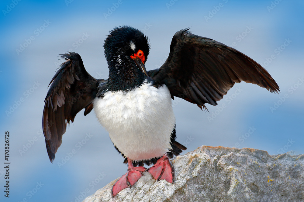 Rock Shag, Phalacrocorax magellanicus, black and white cormorant with red bill siting on the stone, Falkland Islands. Wildlife scene from nature. Vird cleaning plumage, open black wing, red eyes. Rock Shag, Phalacrocorax magellanicus, black and white cormorant with red bill siting on the stone, Falkland Islands. Wildlife scene from nature. Vird cleaning plumage, open black wing, red eyes.