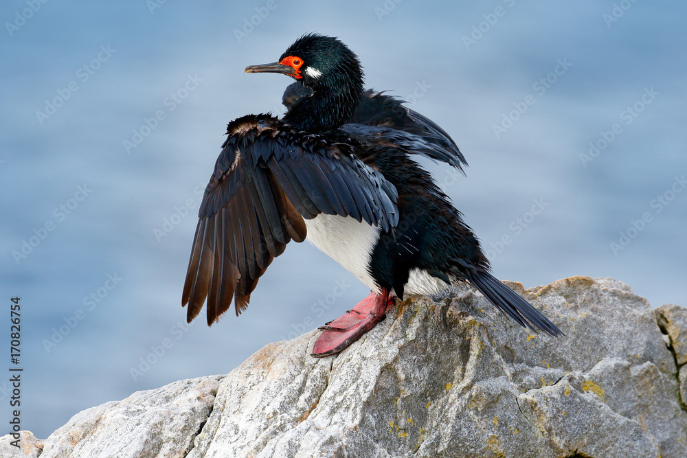 Obraz premium Black and white cormorant Rock Shag with red bill. Sea bird sitting on the stone. Cormorant with blue sea in the background. Sea bird from Falkland Islands. Rock Shag, Phalacrocorax magellanicus.