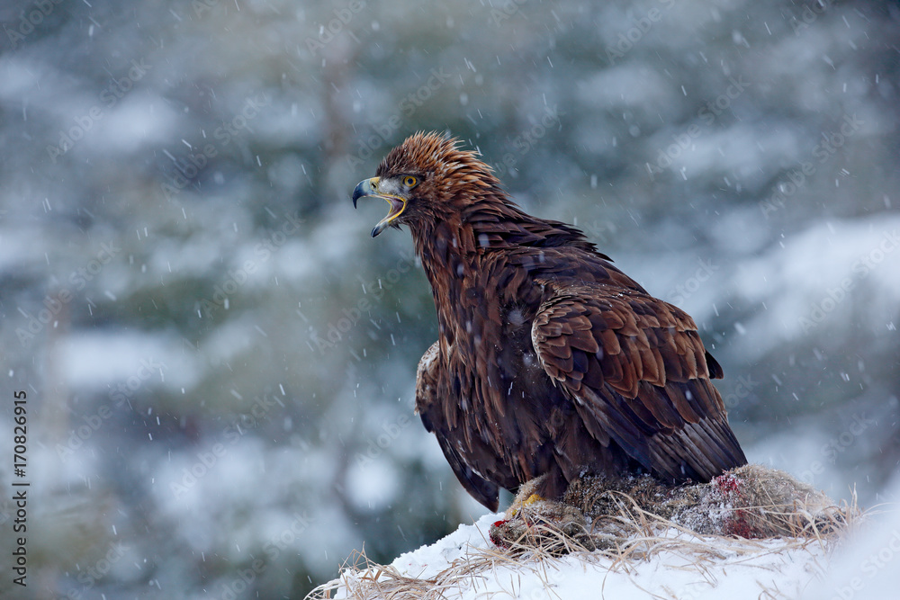 Naklejka premium Golden Eagle in snow with kill hare, snow in the forest during winter. Eagle with catch. Wildlife weeding scene from nature. Cold winter in Europe. Snowy forest with bird. Angry bird with food.
