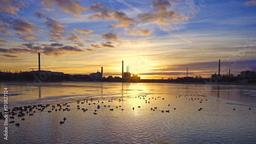 Mallard ducks swimming in small unfrozen open water during cold winter. Urban nature background.
