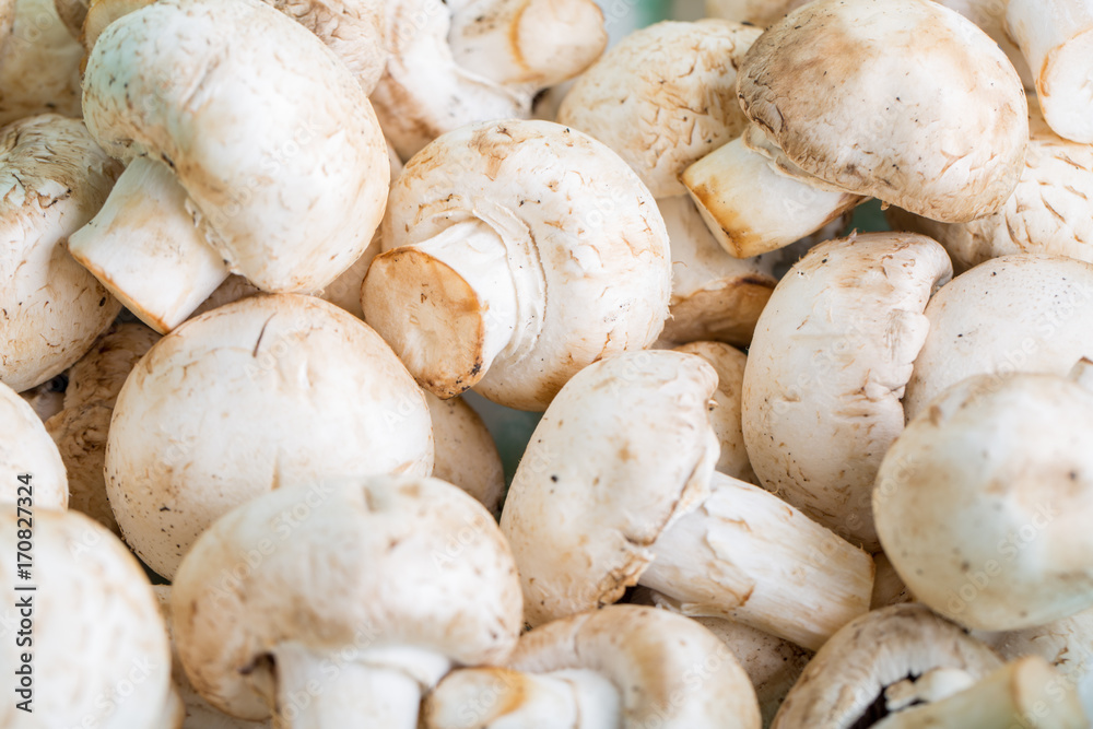 mushrooms close up