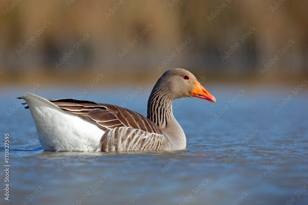 Duck in the water. Greylag Goose, Anser anser, floating on the water surface. Bird in the water. Water bird on the lake. Hungary. Goose in river, summer image. Wildlife scene from nature. Duck in the water. Greylag Goose, Anser anser, floating on the water surface. Bird in the water. Water bird on the lake. Hungary. Goose in river, summer image. Wildlife scene from nature.