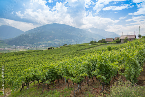 Valais wine region in Switzerland on a summer day