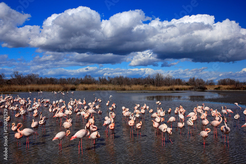 Flock of  Greater Flamingo, Phoenicopterus ruber, nice pink big bird, dancing in the water, animal in the nature habitat. Blue sky and clouds, Camargue, France, Europe. Nature reserve in France.