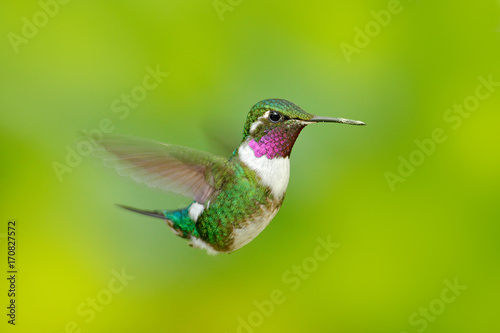 White-bellied Woodstar, hummingbird with clear green background. Bird from Tandayapa. Hummingbird from Ecuador. Hummingbird in nature habitat. Flying hummingbird in tropic forest. Tinny hummingbird. © ondrejprosicky