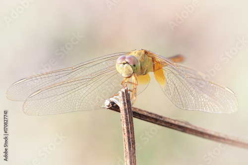 close up a Dragonfly on a branch