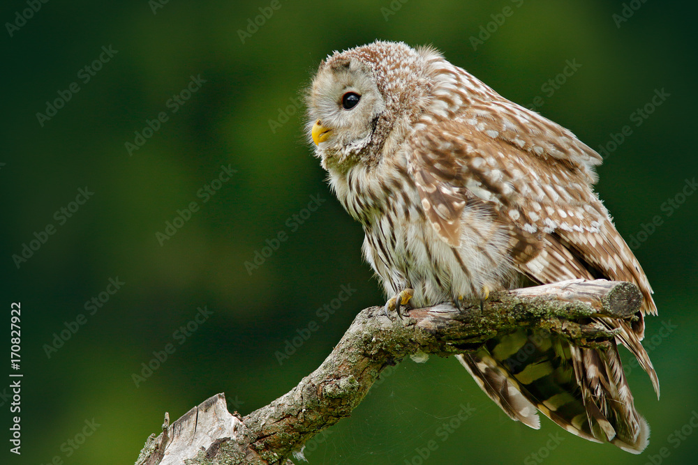Owl in nature. Ural Owl, Strix uralensis, sitting on tree branch, at green leaves oak forest, Norway. Wildlife scene from nature. Habitat with wild bird. Owl in nature. Ural Owl, Strix uralensis, sitting on tree branch, at green leaves oak forest, Norway. Wildlife scene from nature. Habitat with wild bird.