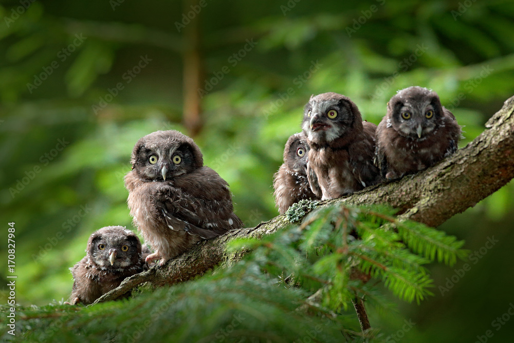 Fototapeta premium Five young owls. Small bird Boreal owl, Aegolius funereus, sitting on the tree branch in green forest background, young, baby, cub, calf, pup, Sweden. Funny wildlife scene from nature habitat.