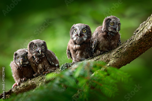 Owls perching on branch in forest