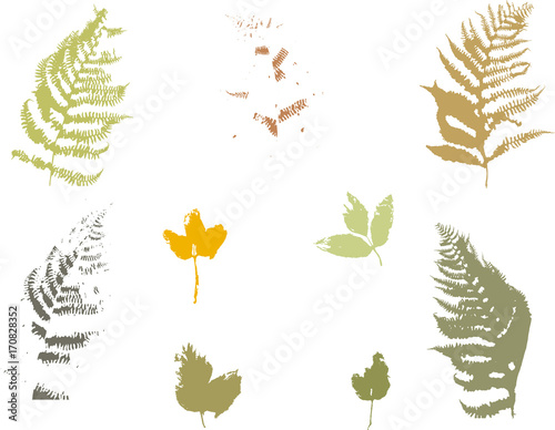 Set of fern and autumn leaves Gung style Vector illustration