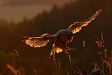 Evening light with landing owl. Barn owl flying with spread wings on tree stump at the evening. Wildlife scene from nature. Bird on tree trunk Owl in fly. Wildlife Europe.