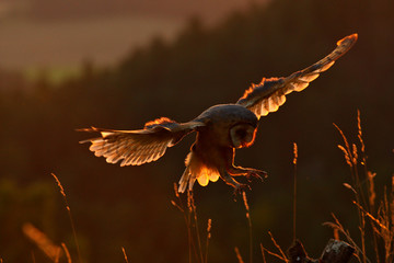 Wandcirkels Uil Kerkuil landt op boomstronk avondlicht  © ondrejprosicky