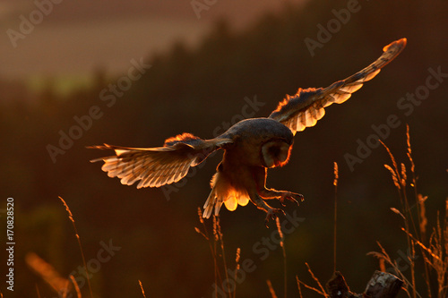 Evening light with landing owl. Barn owl flying with spread wings on tree stump at the evening. Wildlife scene from nature. Bird on tree trunk Owl in fly. Wildlife Europe.