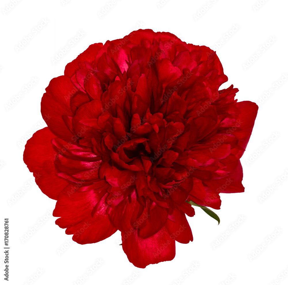 Red peony Red peony