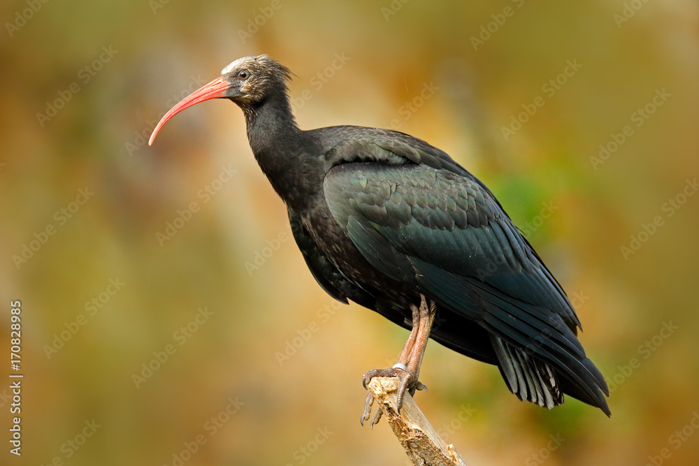 Obraz premium Bald Ibis Geronticus eremita, exotic bird in the nature habitat, bird, evening sun light, during sunset, Marocco. Rare bird in the dark rocky stone habitat. Northern Ibis sitting on the branch.