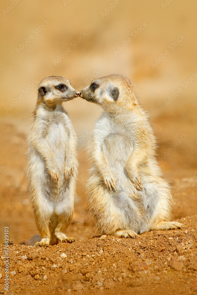 Animal love, kiss in nature. Animal family. Funny image from Africa nature.  Cute Meerkat, Suricata suricatta, sitting on the stone. Sand desert with  small mammals. Meerkat from Namibia, Africa. Stock Photo |