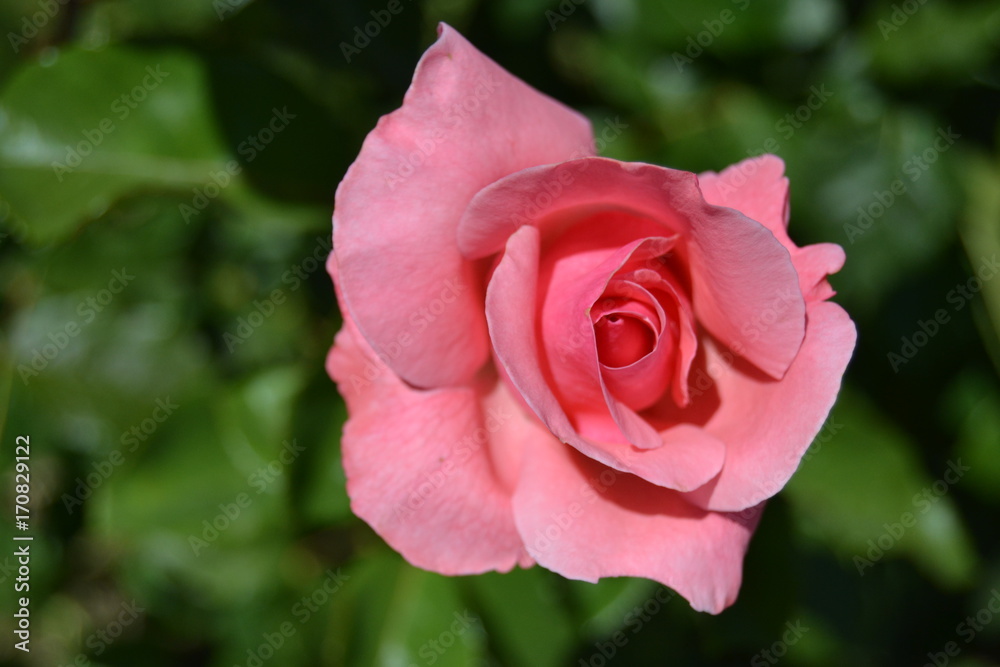 Pink Rose