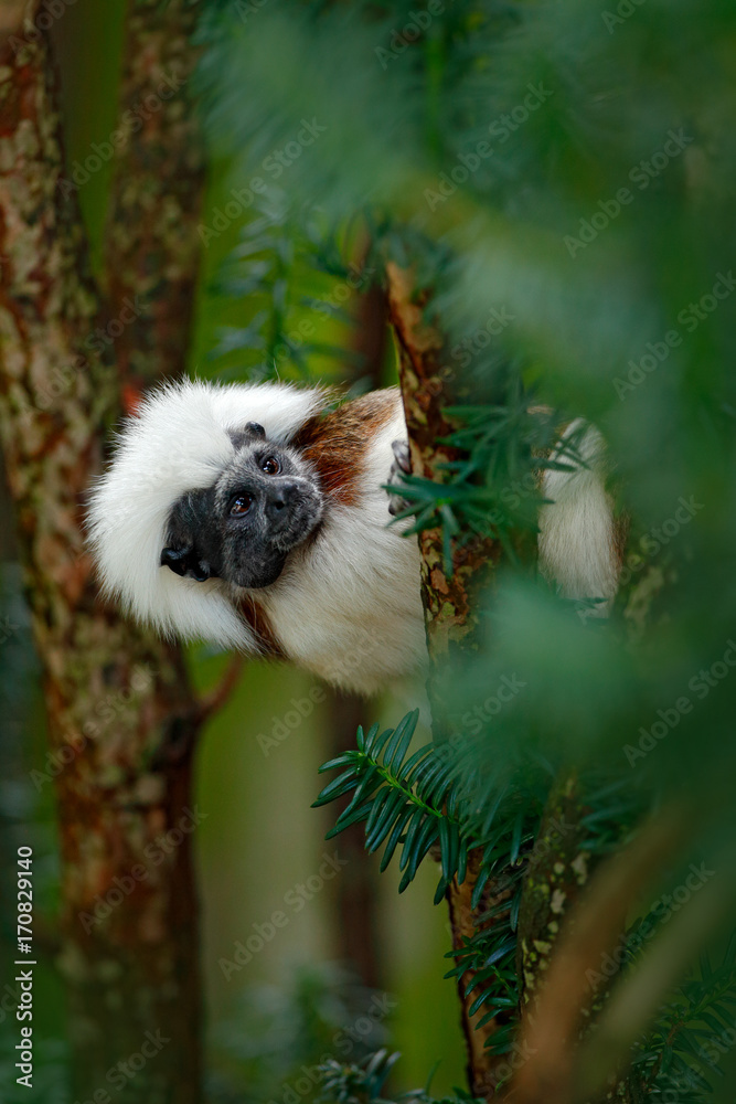 Naklejka premium Cotton-top tamarin, Rio Cauca, Colombia. Small mokley hidden, green tropic forest. Animal from jungle in South America. Wildlife scene with monkey, green leaves. Portrait of tamarin, Saguinus oedipus