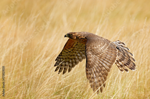 Flying bird of prey Goshawk, Accipiter gentilis, with yellow summer meadow in the background, bird in the nature habitat, action scene, German. Wildlife scene from nature. Animal in the wood.