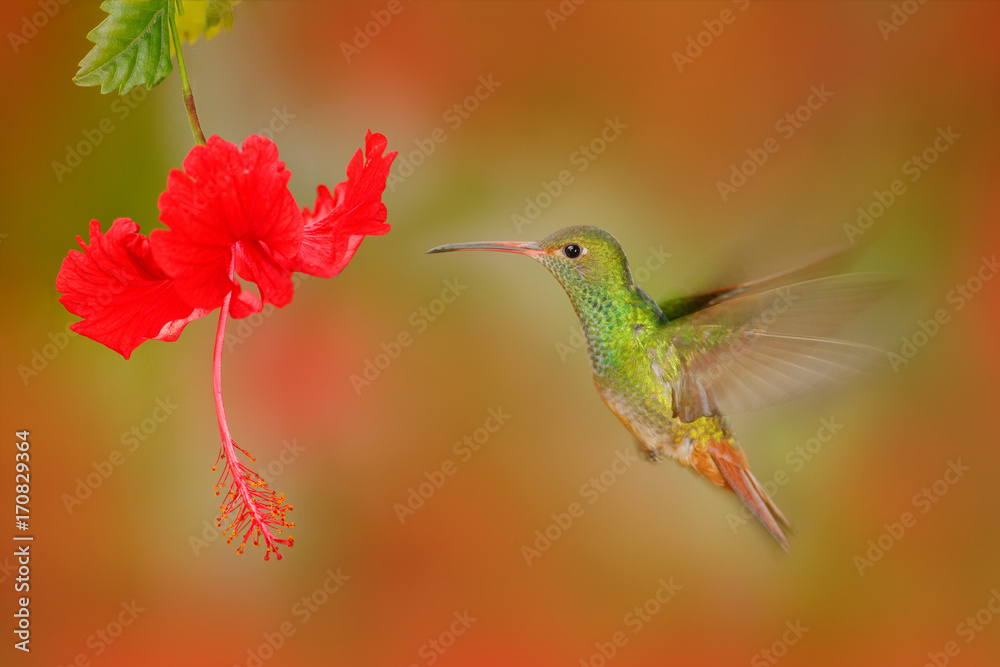 Fototapeta premium Rufous-tailed Hummingbird, Amazilia tzacatl, bird fling next to beautiful red rose hibiscus flower in nature habitat, red background, bird from mountain tropical forest, Panama. Bird from Panama.