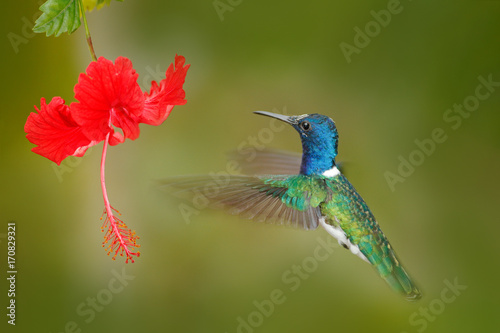 Hummingbird with red flower, Ecuador. © ondrejprosicky
