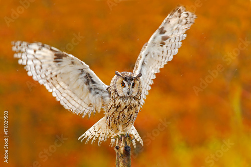 Owl in orange autumn leaves forest. Long-eared Owl with orange oak leaves during autumn. Bird in the nature habitat. Fall orange forest with wild owl. Cute bird in the nature. Owl with open wings.