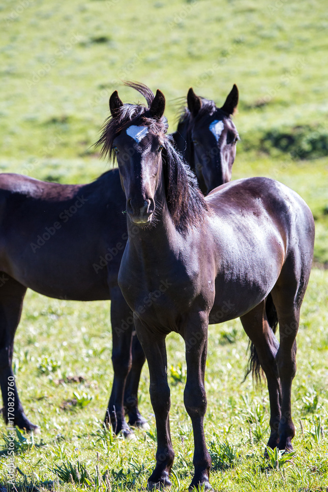 Pryon Mountain Mustangs