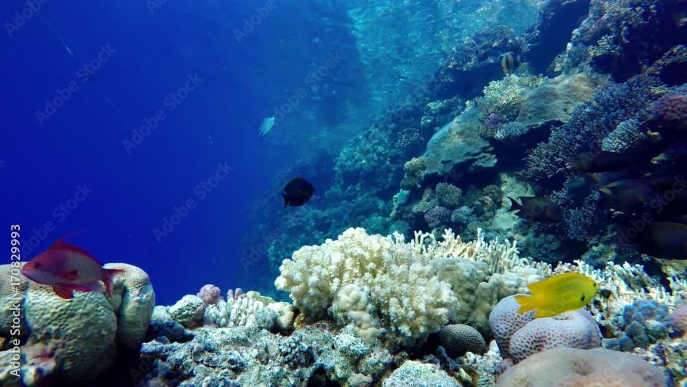 Coral reef, tropical fish. Warm ocean and clear water. Underwater world. Diving and Snorkelling. Coral reef, tropical fish. Warm ocean and clear water. Underwater world. Diving and Snorkelling.