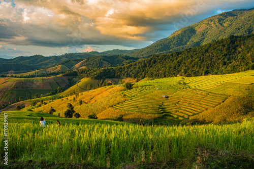 Green Terraced Rice Field in Pa Pong Pieng   Mae Chaem  Chiang Mai  Thailand