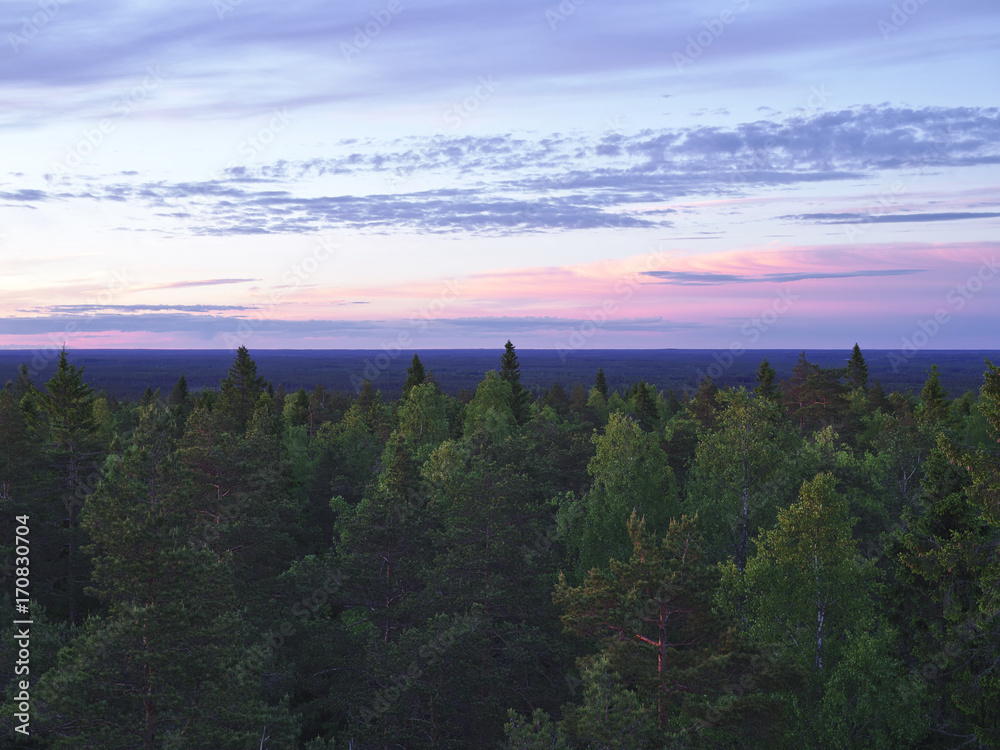 Beautiful view over treetops after sunset with purple sky. Natural forest background.