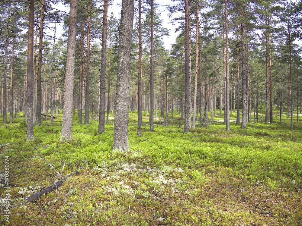Obraz premium Green boreal coniferous forest with pine and spruce trees. Natural background.